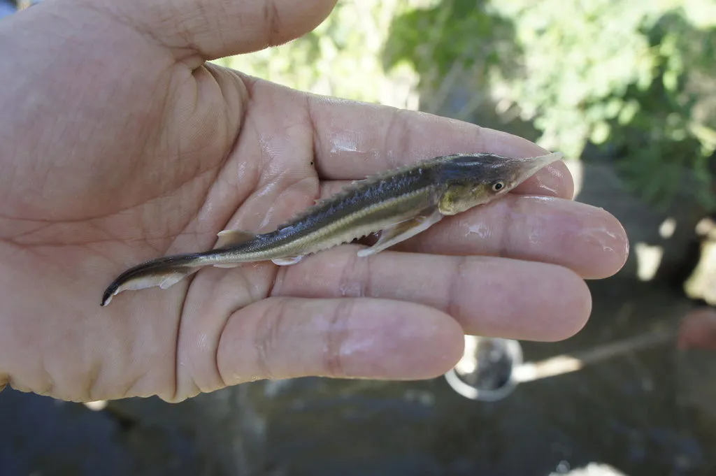 осетровые  виды рыб в Краснодаре 5