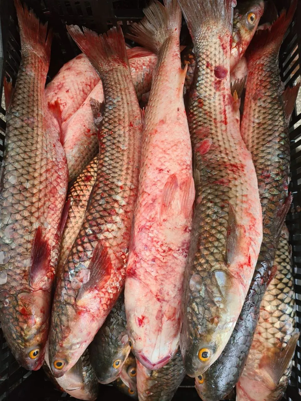 рыба охлажденка в ассортименте в Краснодаре и Краснодарском крае 3