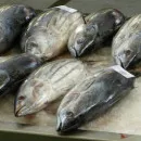 В Краснодарском крае улов морской рыбы в 2021 году снизился на 15,6%