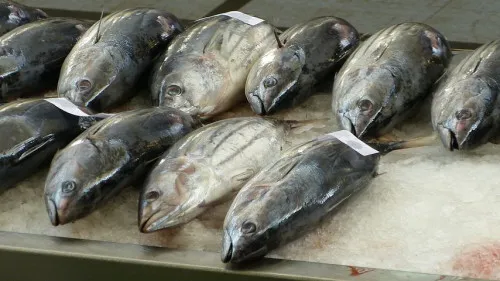 В Краснодарском крае улов морской рыбы в 2021 году снизился на 15,6%