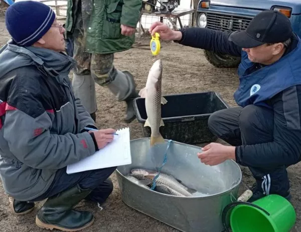 Учёные исследуют популяцию пиленгаса и других промысловых рыб в рукаве Кубани – реке Протока