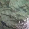 аквакультура в Сочи