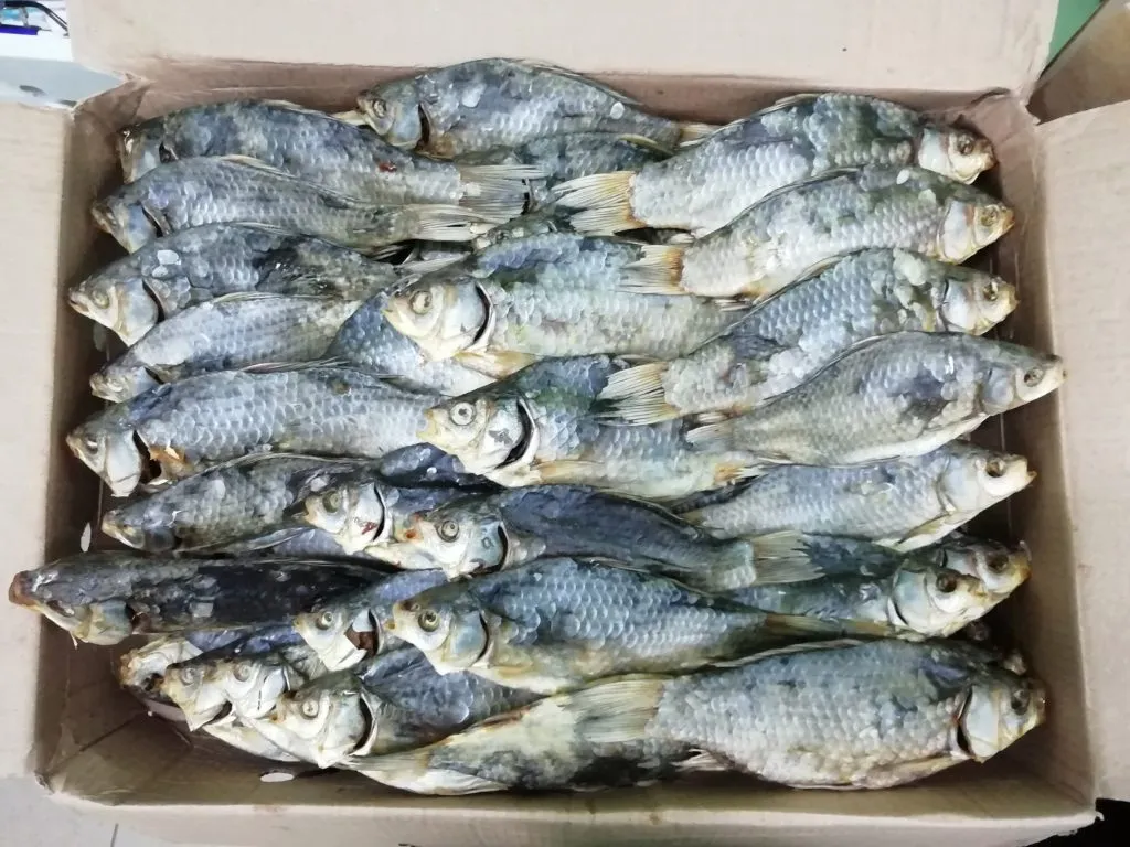 рыба от производителя в Краснодаре 10