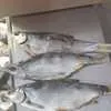 вяленая рыба(тарань, судак,чехонь и т.д) в Краснодаре 4