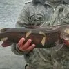 рыба северных пород в Краснодаре