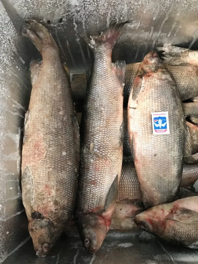 рыба северных пород в Горячем Ключе 2