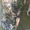 свежая Рыба в Краснодаре